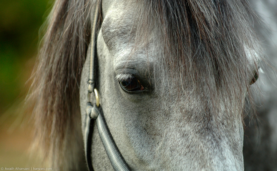 Horses-2.jpg