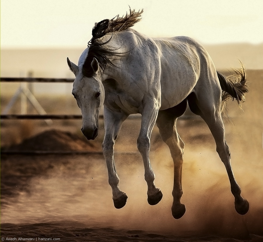 horses-1.jpg